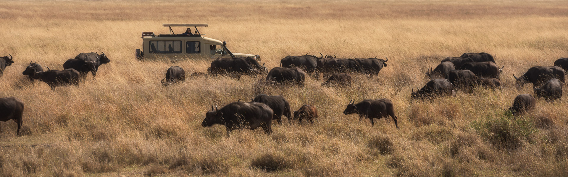Safari w Tanzanii
